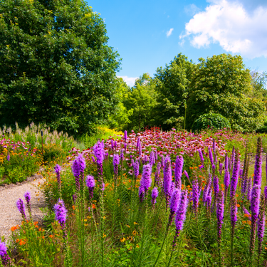 Blazingstar, Dense Blazingstar, Gayfeather Liatris Spicata